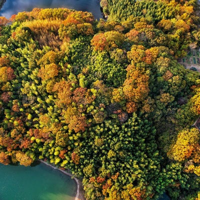 空撮して見る黄葉していく森の写真