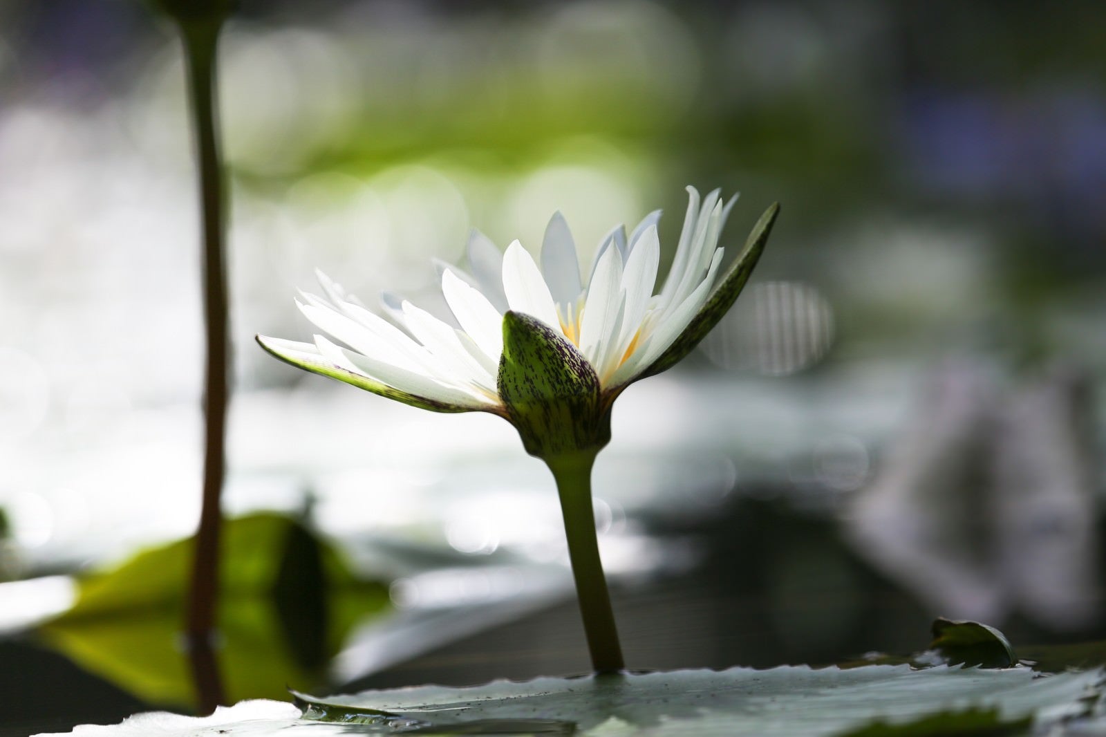 「花弁が光り輝く睡蓮」の写真