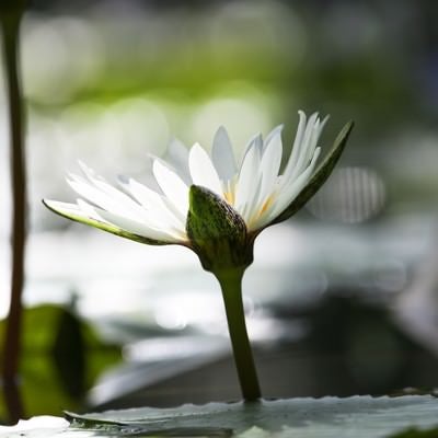 花弁が光り輝く睡蓮の写真