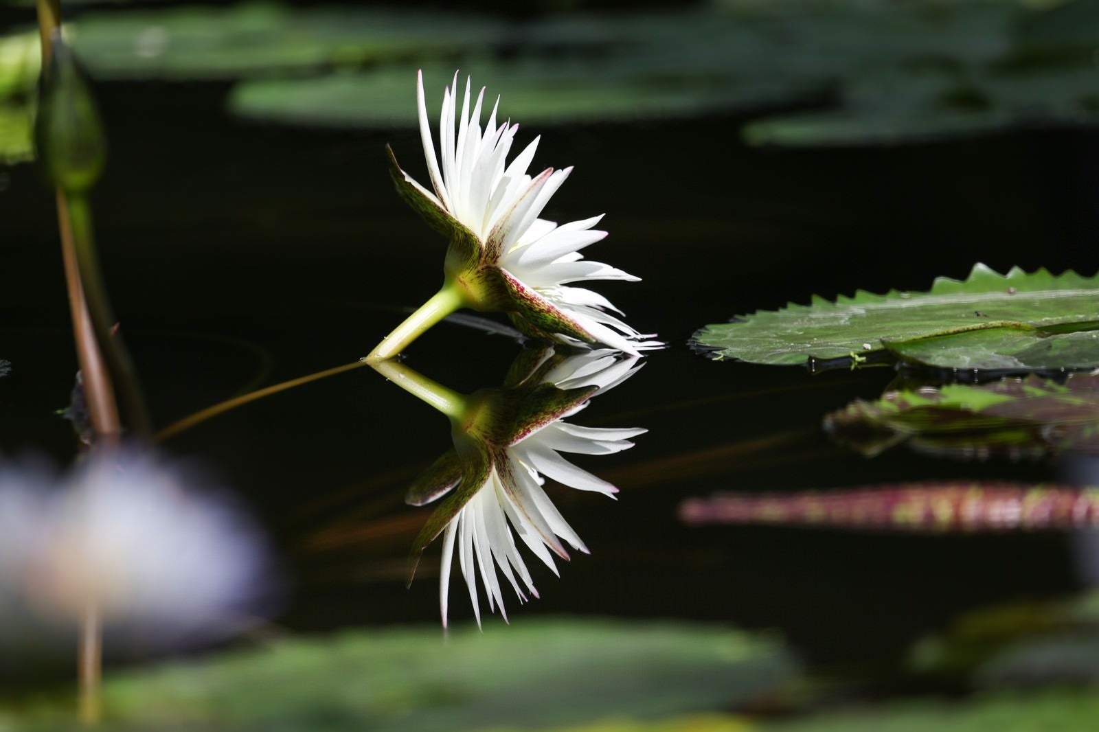 「開花する睡蓮と水鏡に映るスイレン」の写真
