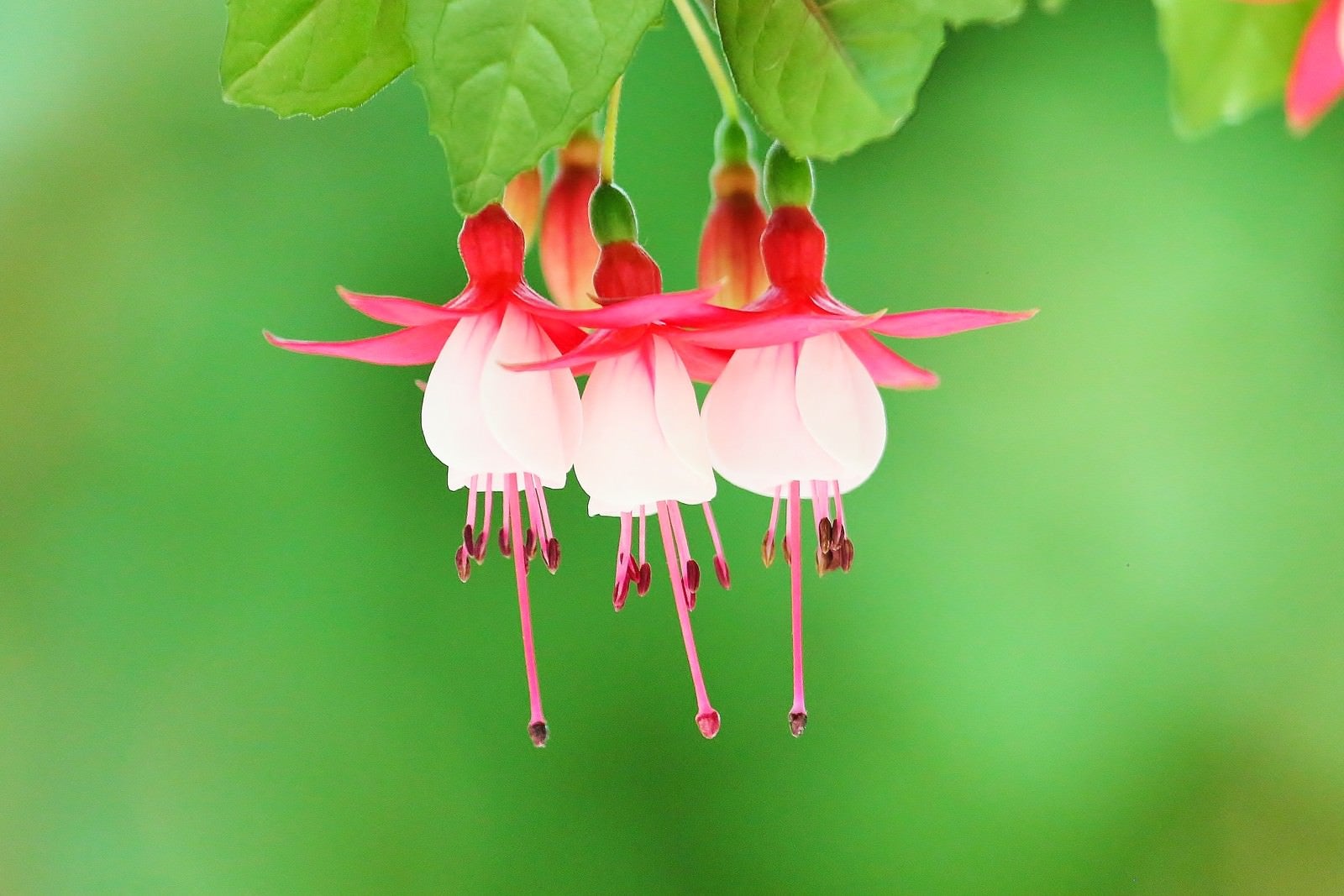 「下向きに咲くフクシアの花」の写真