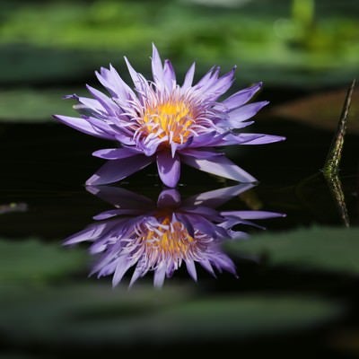 水面に浮かぶ睡蓮の葉とリフレクションする花の写真