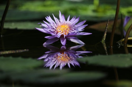水面に浮かぶ睡蓮の葉とリフレクションする花の写真