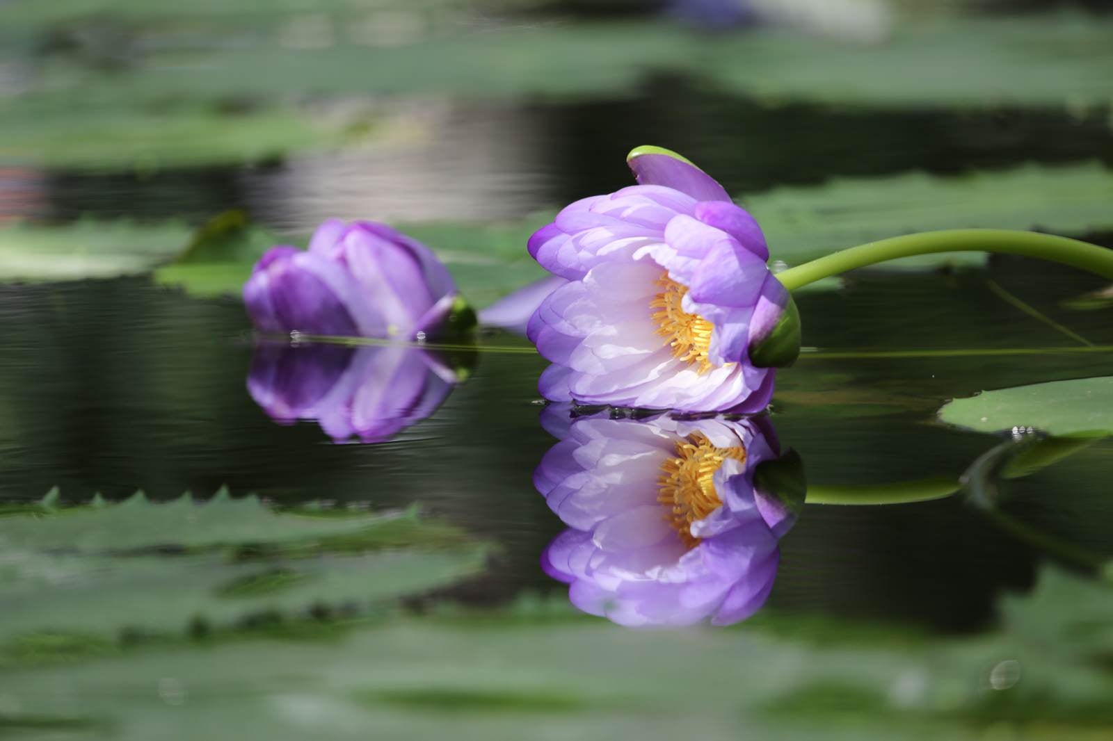 「水面に映る風で倒された睡蓮の花」の写真