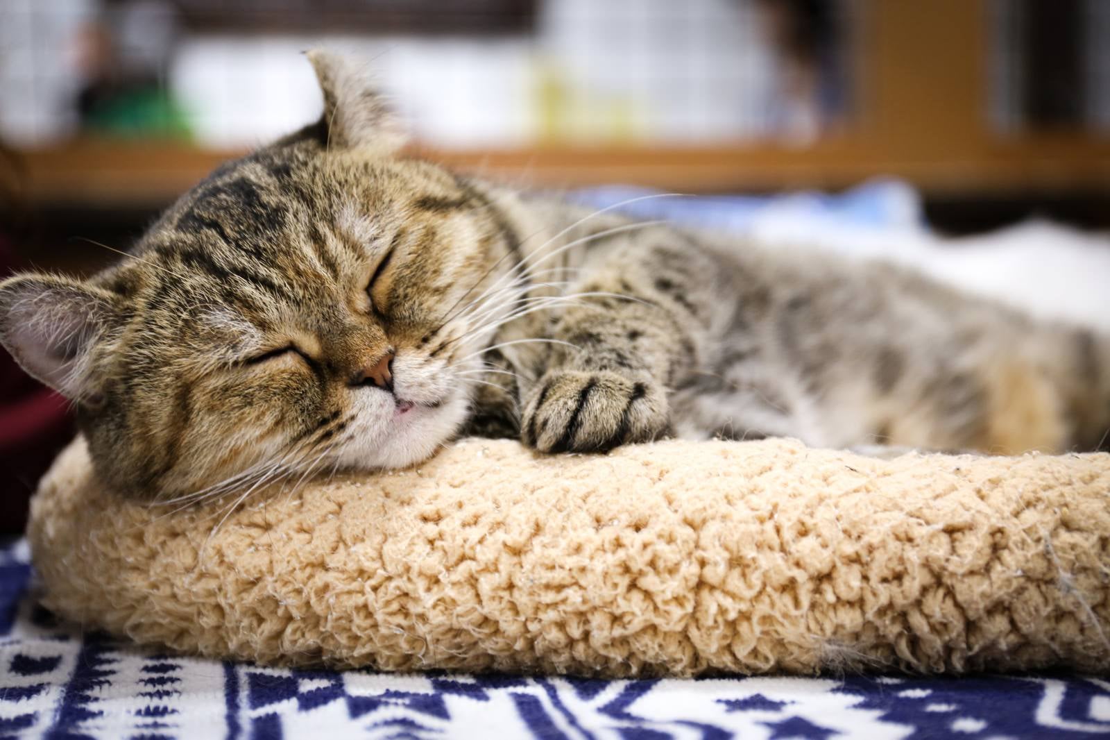 「クッションの上でお昼寝する子猫ちゃん」の写真