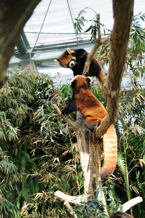 木登りする二匹のレッサーパンダの写真