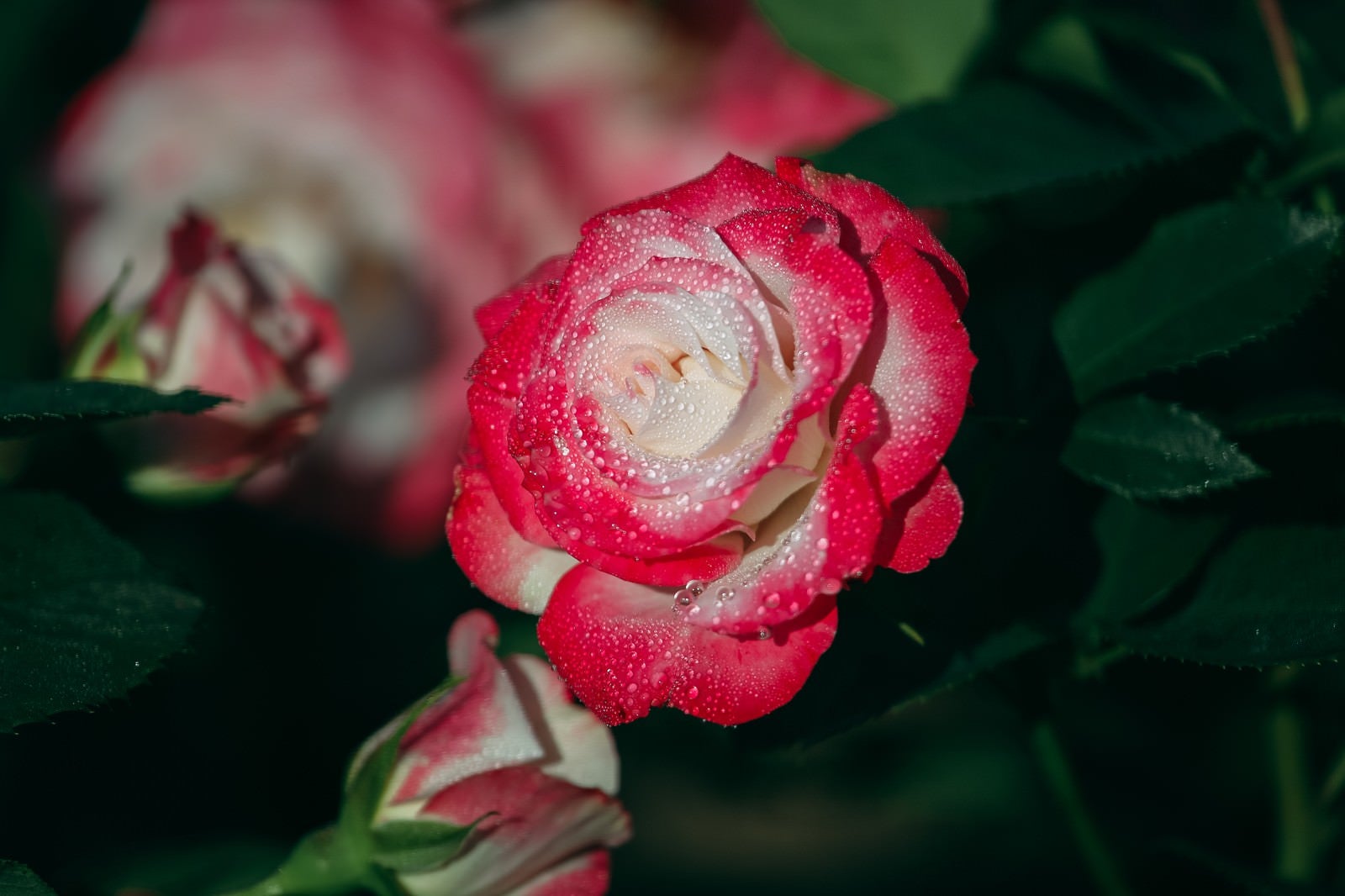 「薔薇の花びらに残った朝露」の写真