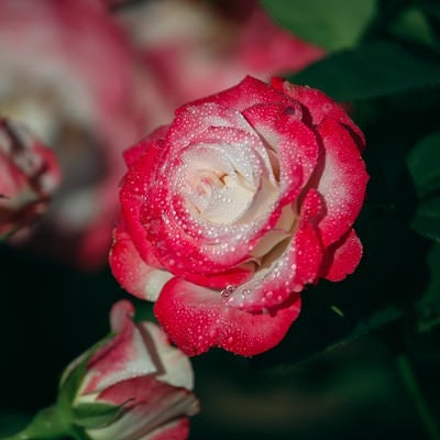 薔薇の花びらに残った朝露の写真