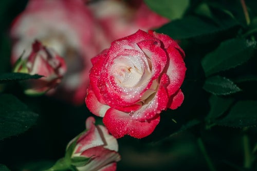 薔薇の花びらに残った朝露の写真
