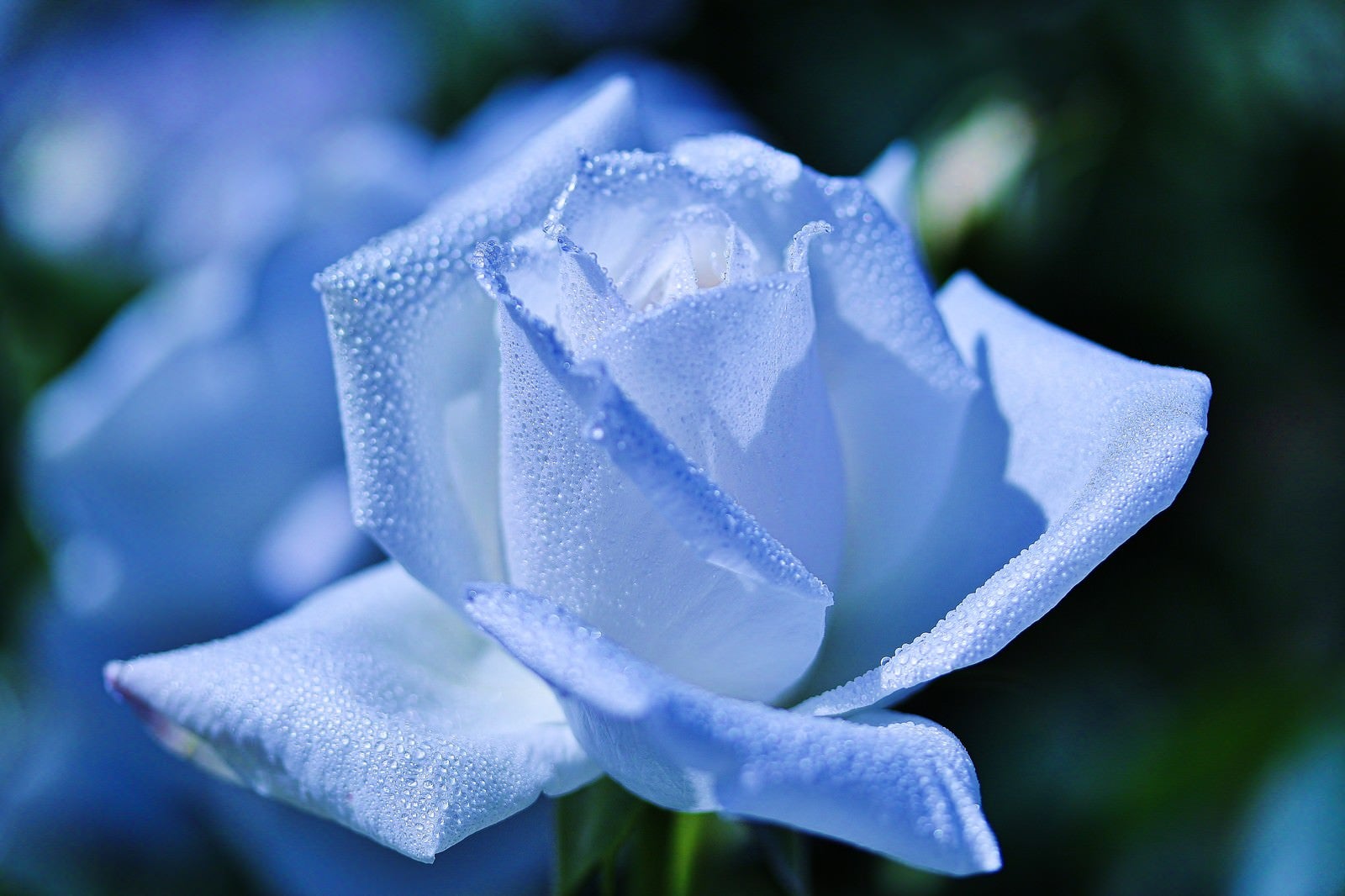 「朝露に濡れた白い薔薇」の写真