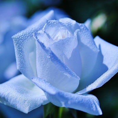 朝露に濡れた白い薔薇の写真