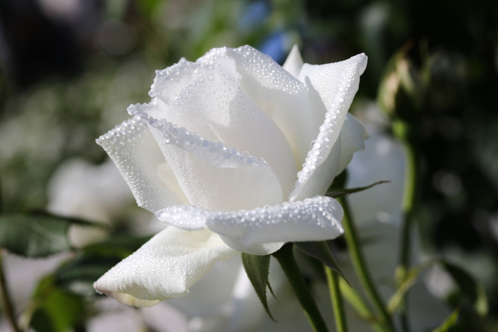「水滴に覆われた白薔薇」の写真