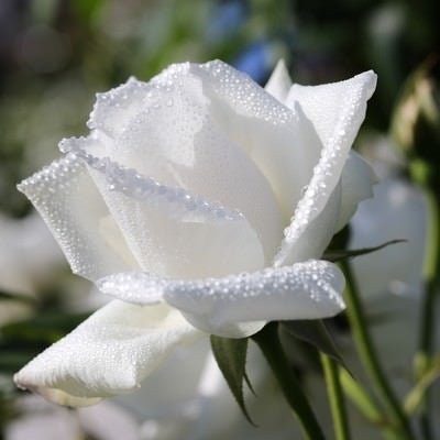 水滴に覆われた白薔薇の写真