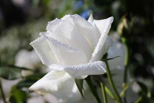 水滴に覆われた白薔薇の写真