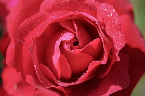 朝露残る赤い薔薇の写真
