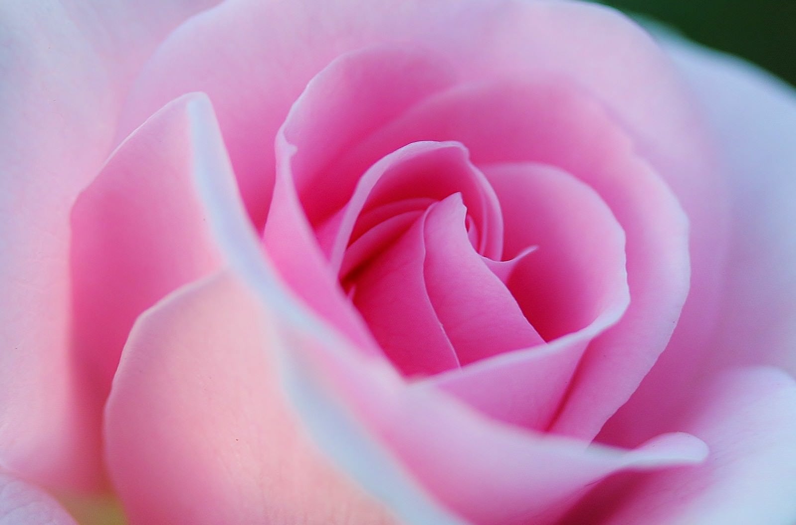 「重なり合うピンク色の花びら」の写真