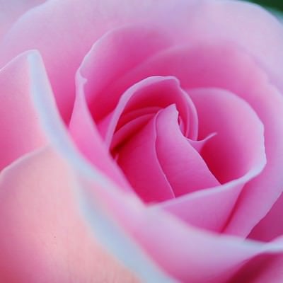 重なり合うピンク色の花びらの写真