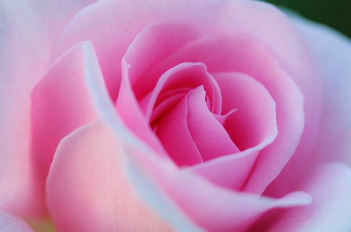 重なり合うピンク色の花びらの写真