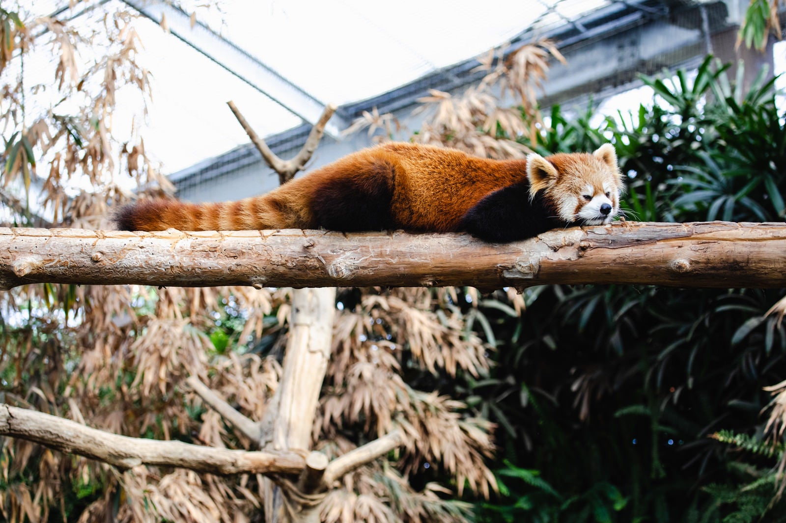 「寝たら落ちそうなレッサーパンダ」の写真