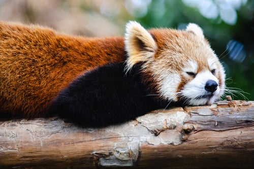 ふて寝するレッサーパンダの写真