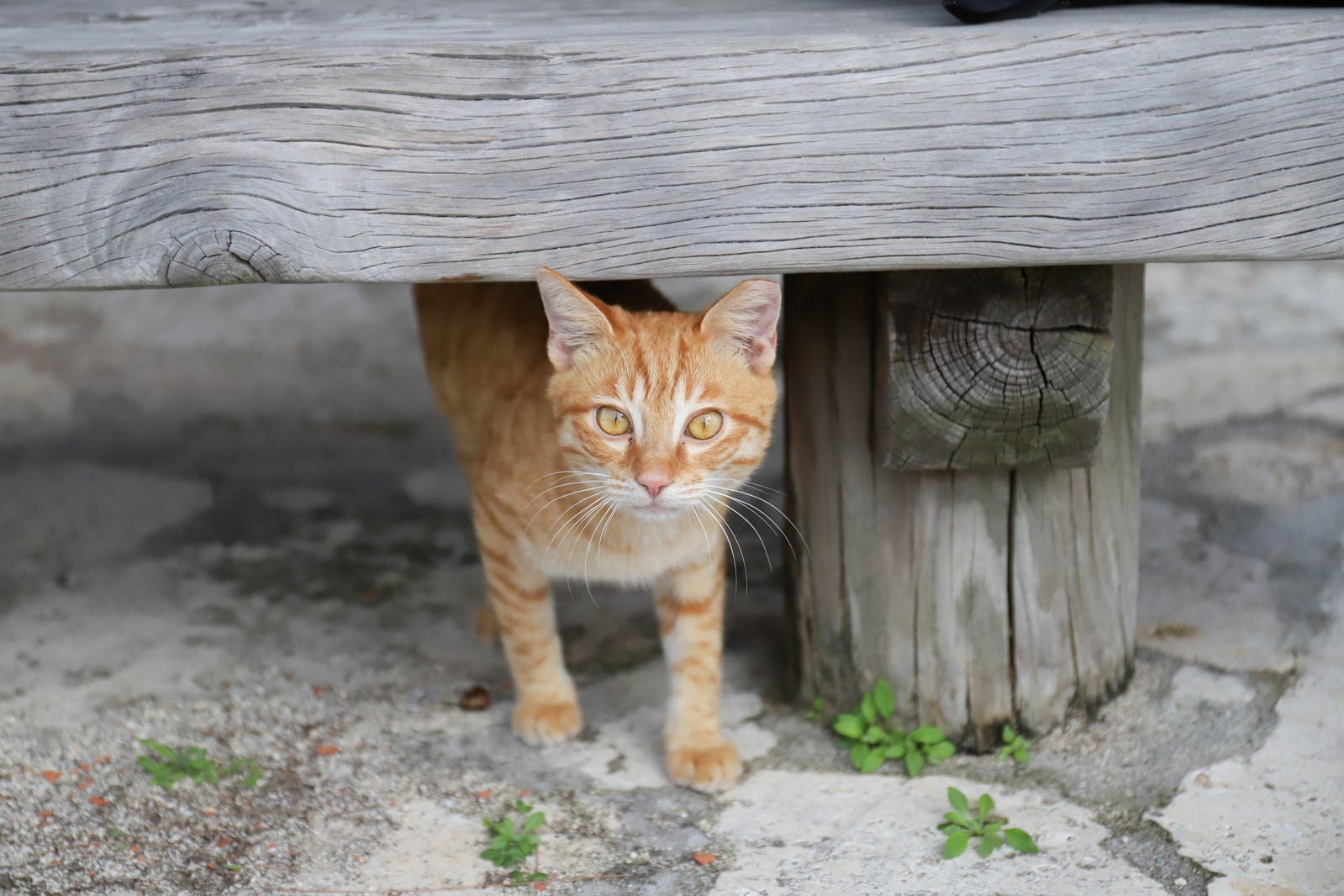 「ベンチの下から様子をうかがう子猫」の写真