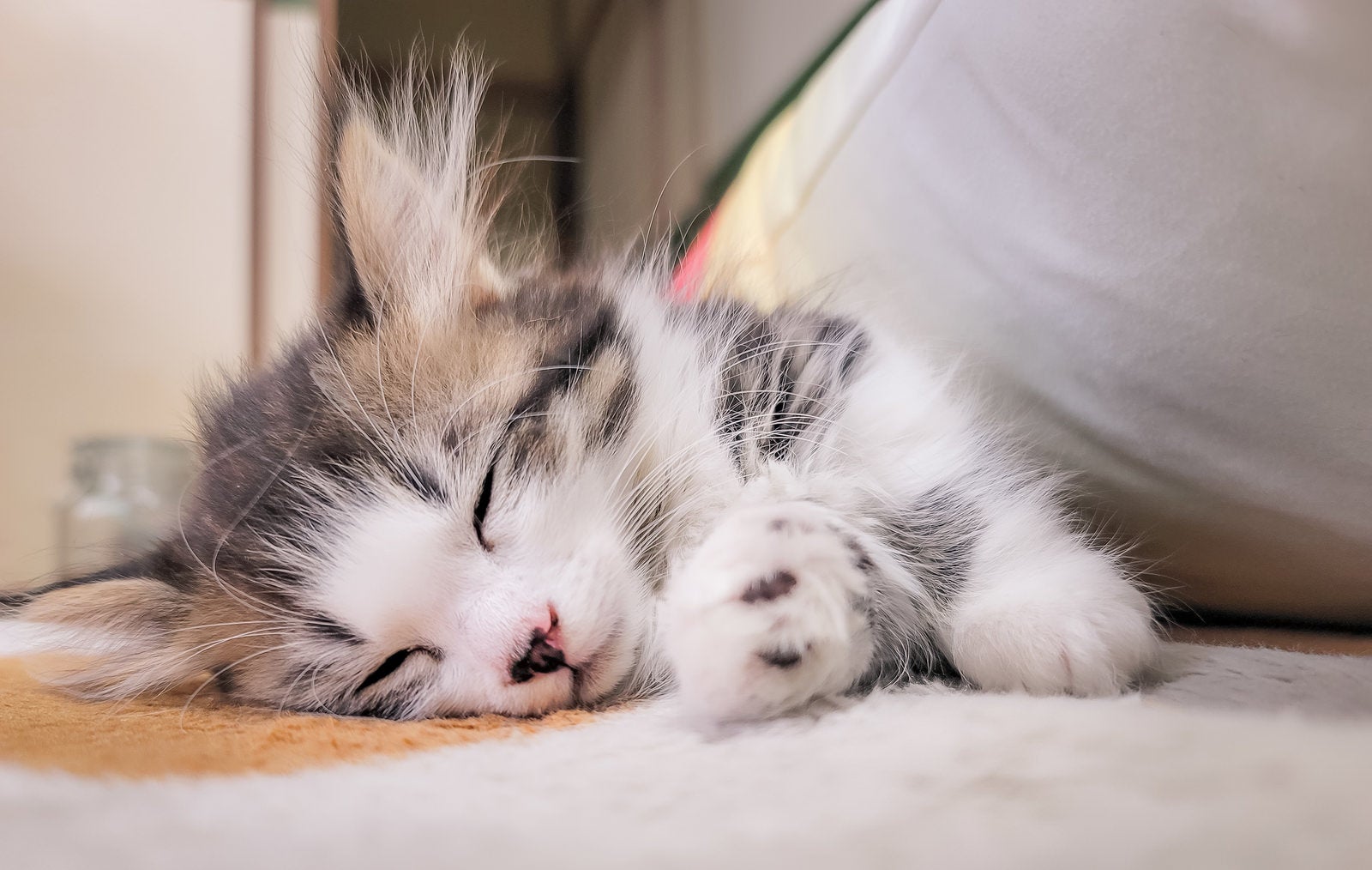 「寝落ちする子猫」の写真