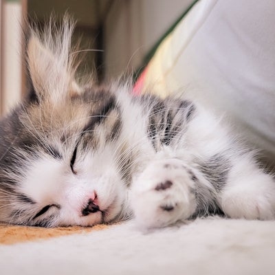 寝落ちする子猫の写真
