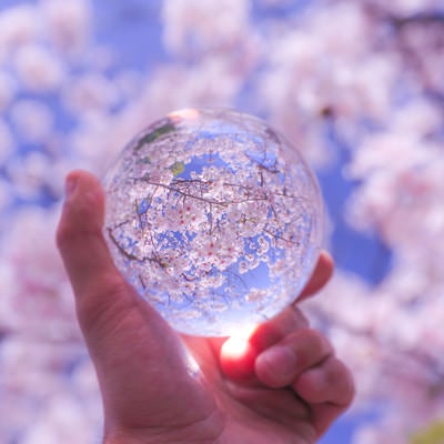 満開の桜と水晶玉の写真