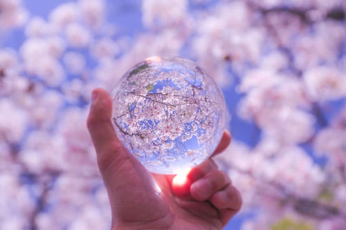 満開の桜と水晶玉の写真