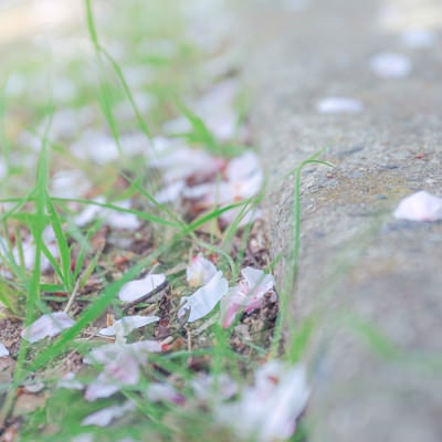 地面に落ちた桜の花びらの写真