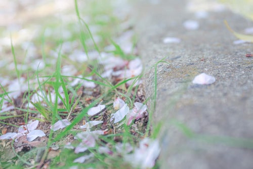 地面に落ちた桜の花びらの写真