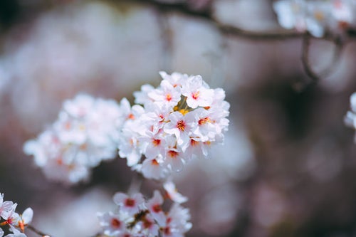 ふんわり桜の花の写真