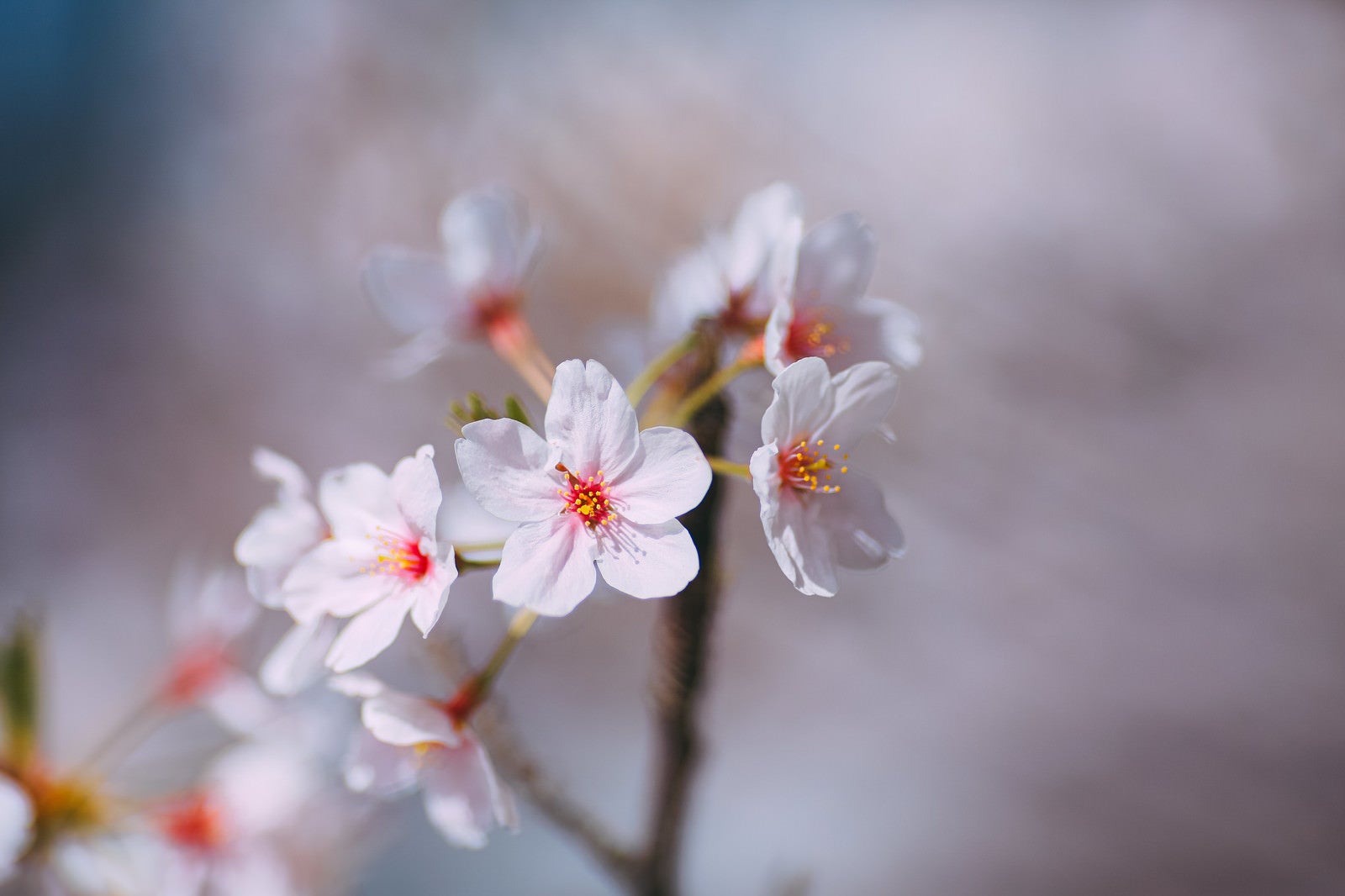 「桜の花、春の到来」の写真