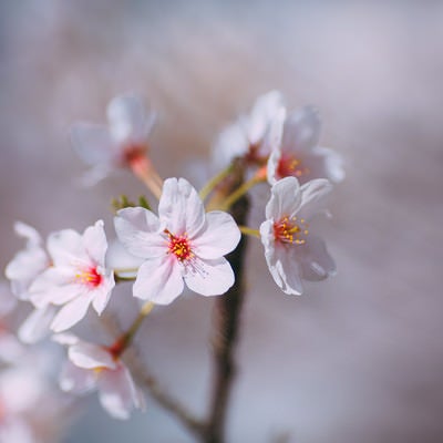 桜の花、春の到来の写真