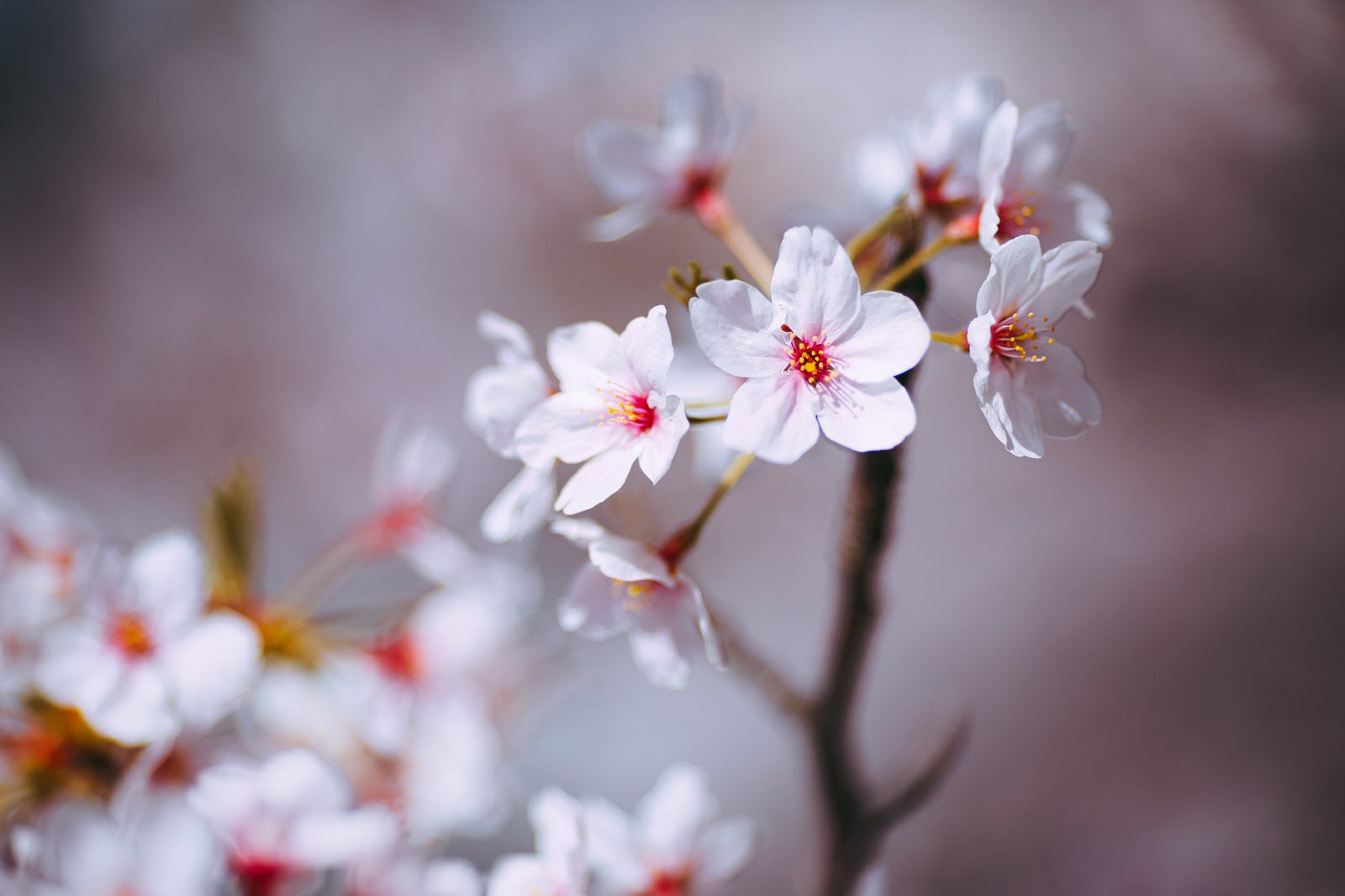 「桜が咲く季節」の写真
