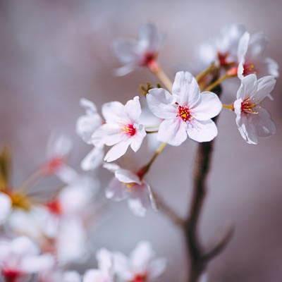 桜が咲く季節の写真