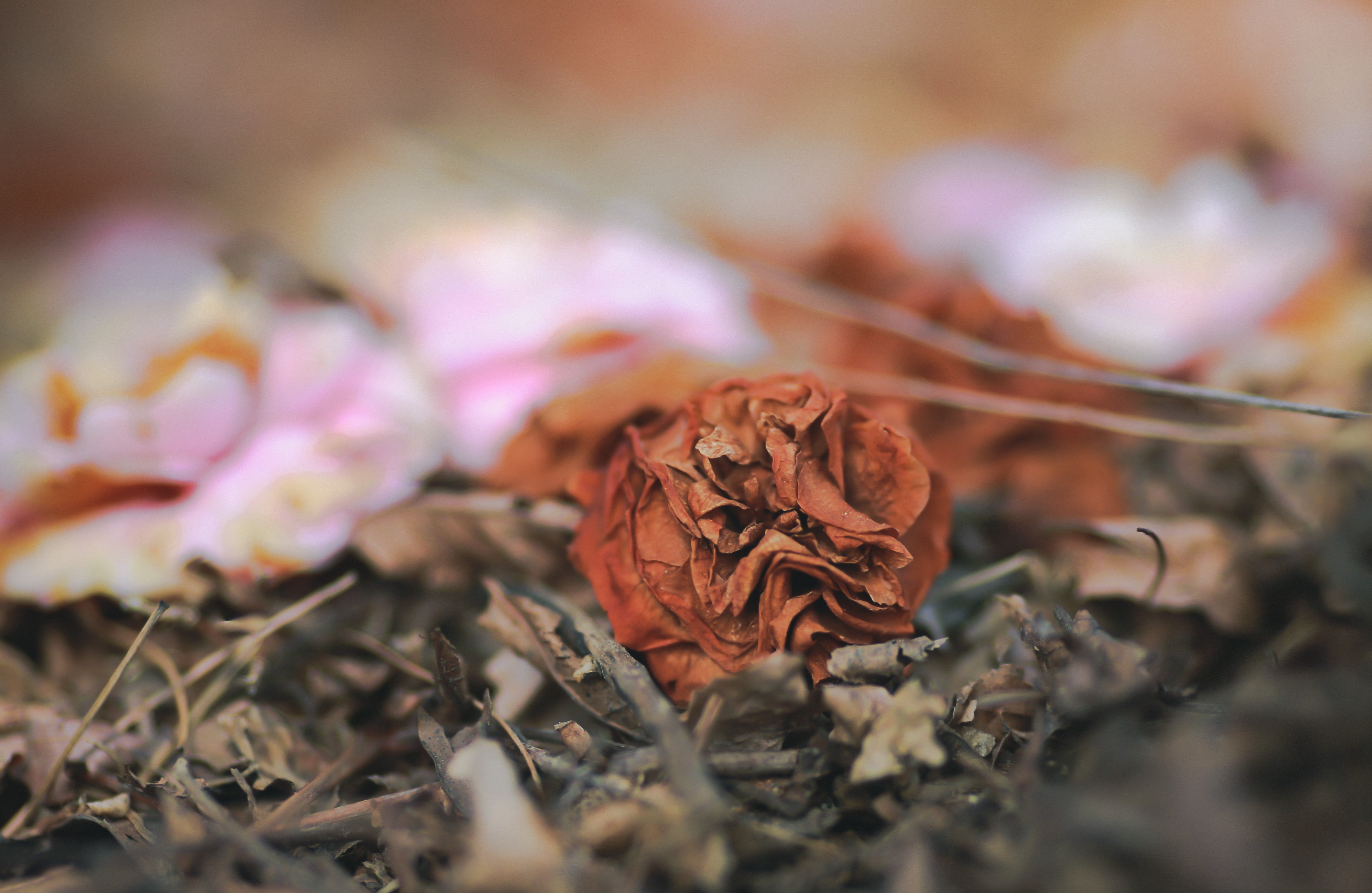 落花して枯れ行く花の無料の写真素材 - ID.73063｜フリー素材 ぱくたそ