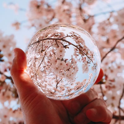 水晶玉越しに見上げた満開の桜の写真