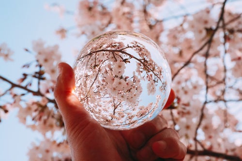 水晶玉越しに見上げた満開の桜の写真