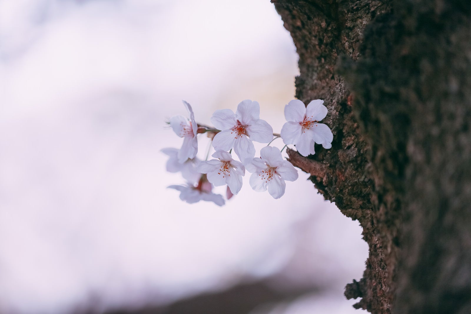 「ちょっぴり桜の花」の写真