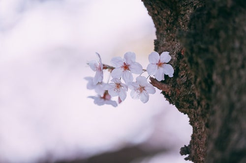 ちょっぴり桜の花の写真