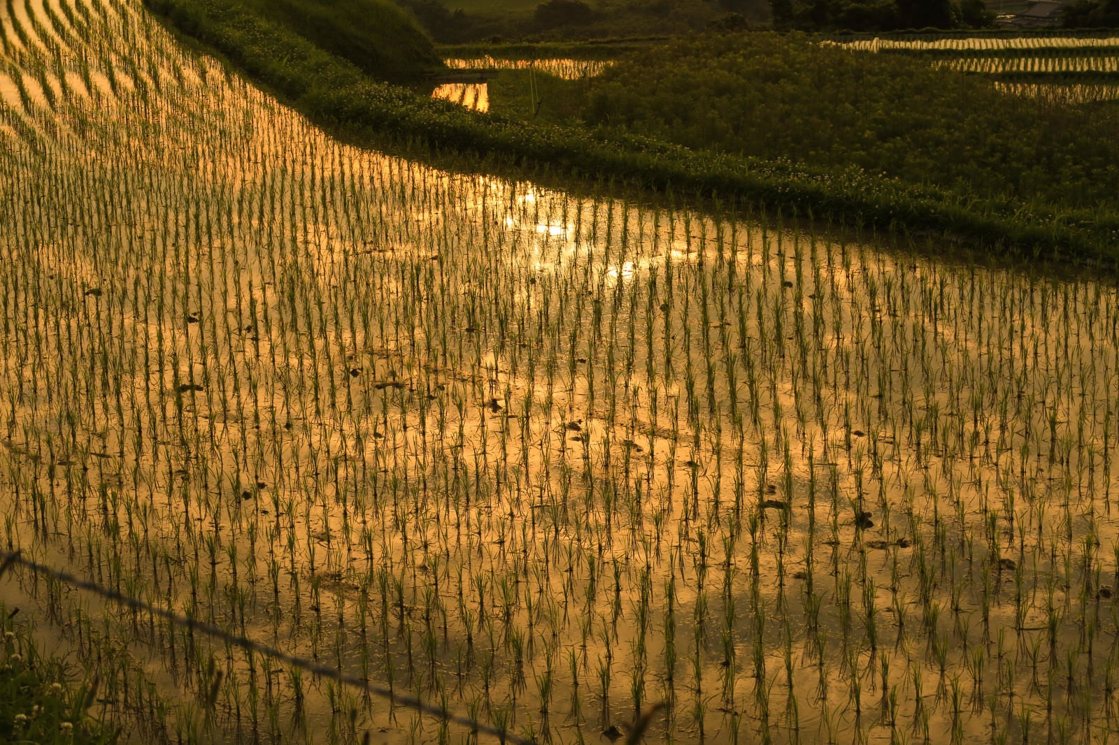 「黄金色に染まる田植え後の水田」の写真