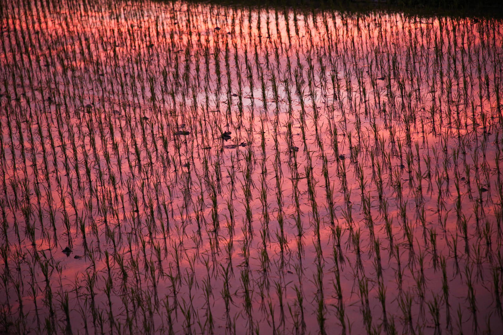 「夕焼けに染まる田植えの水田」の写真