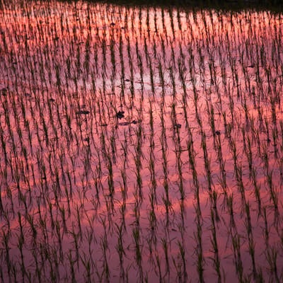 夕焼けに染まる田植えの水田の写真