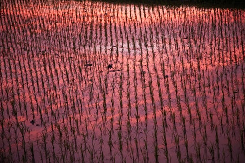 夕焼けに染まる田植えの水田の写真