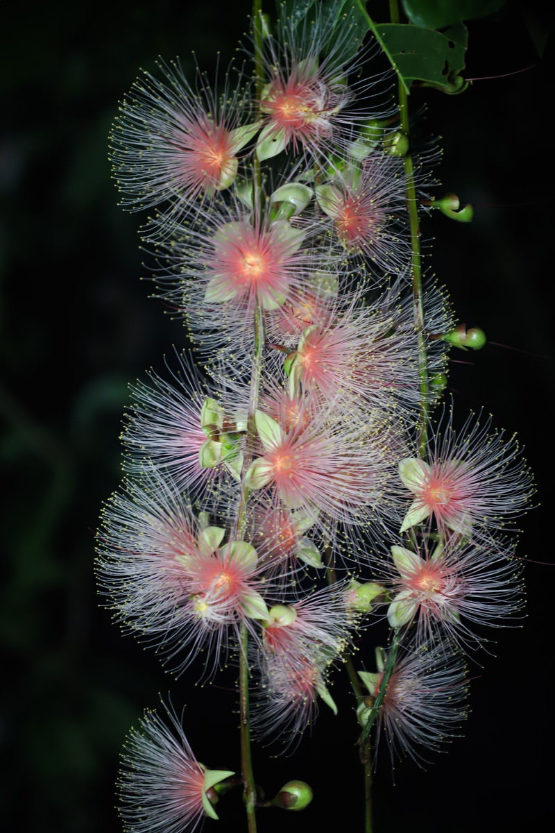 「イソギンチャクのような花」の写真