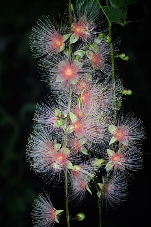 イソギンチャクのような花の写真