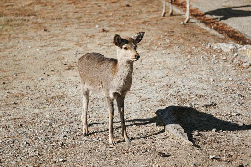 かわいい鹿の尻尾の無料の写真素材 - ID.83780｜フリー素材 ぱくたそ