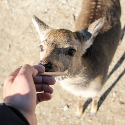 鹿せんべいを食う鹿の写真
