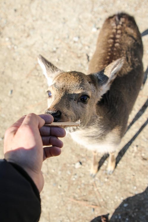 鹿せんべいを食う鹿の写真